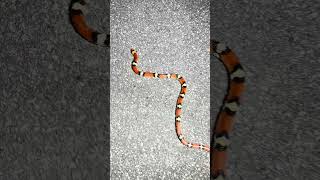 Finding a Florida SCARLET SNAKE