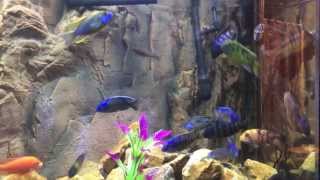 African Cichlid Color Explosion! This supplement combo is working well