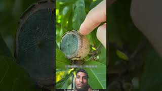 #garden #facts #fruit #freshly #viral #nature @FunnyComedy-s4b