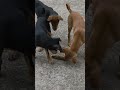 Aaja dum hai to 🐕 #comedy #petshub #ytshorts #youtubeshorts #viral #shorts #puppy #dog