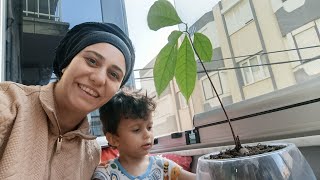 OĞLUMLA BİRLİKTE OĞLUMUN AVAKODA AĞACINI SAKSIYA EKİYORUZ 🥑