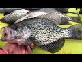 CATCH & COOK: Whole Grilled Fish!!! - SPRING CRAPPIE!