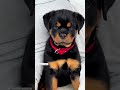 Big Rottie Puppy Excessive amount of Cuteness 😍