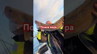 Трофейная рыбалка в Норвегии с Иванычем. Участие в турнире