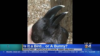 Celebrity Trending: Bird Or Bunny Net Worth