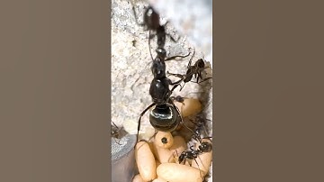 My Ants ATTACKED Their QUEEN!!