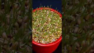 seedlings/ Plant seeds viralvideo trending reels