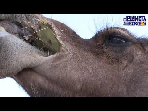 Vídeo: Com Menja Un Camell Cactus Espinosos