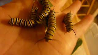 Monarch Caterpillars in my hand