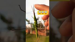 Look at this Mantis !!#insects #nature #mountains #animals #shorts