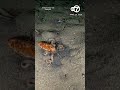 Watch this rare octopus disappear into the sand 🐙
