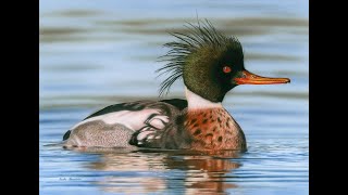 Red-Breasted Merganser Painting