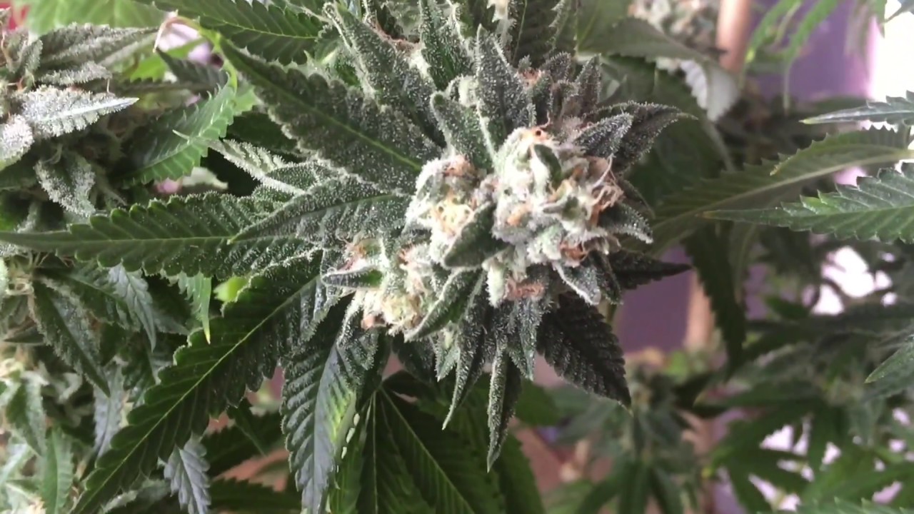 Sherbet (Purple City Genetics) Flower - Week 5