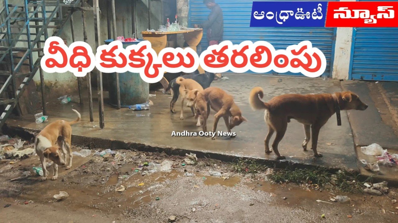 పాడేరులో వీధి కుక్కలు తరలింపు | Alluri District | Andhra Ooty News |