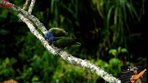 Relaxation Music And Nature || Sape Dayaknese Traditional Music Instrument