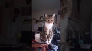 Tango Meowing A Lot