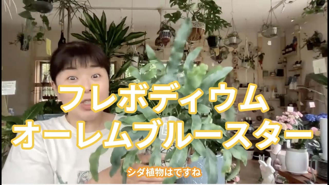 The Charm and Cultivation of Phlebodium Aureum Blue Star [Fukuoka