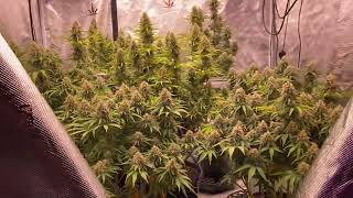 How to grow weed!!! Daily grow journal!!! Dec.26.22