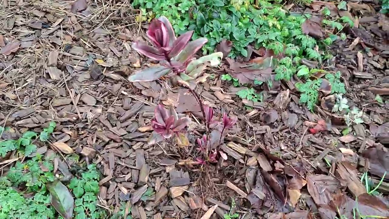 Winter flowering honeysuckle to Hellebores bloom