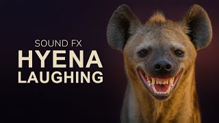HYENA LAUGHING