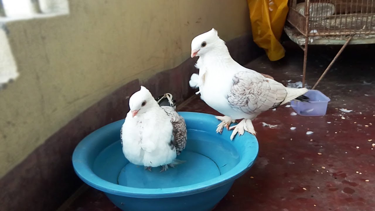 pigeon bath Use Small Plastic Pot YouTube