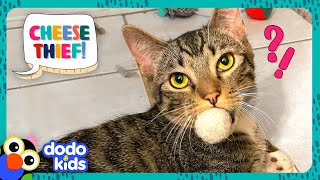 Secret Agent Cat Must Steal The World's Cheese | It's Me! | Dodo Kids