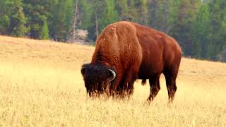2 Minutes Of Nature - An American Bison Grazing In Yellowstone National Park