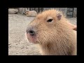 2024年もおつカピでした♡#capybara #カピバラ