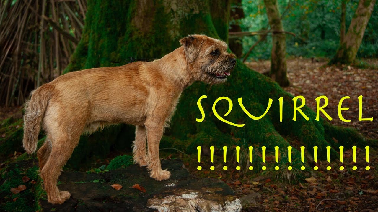 Woodland Macro Photography | Dexter Goes Squirrel Hunting!