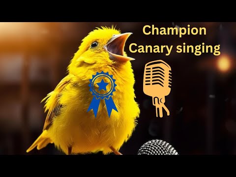 Photo inspiration: Gallery Detail: Canary Training Video Canary Sounds Canary Voice