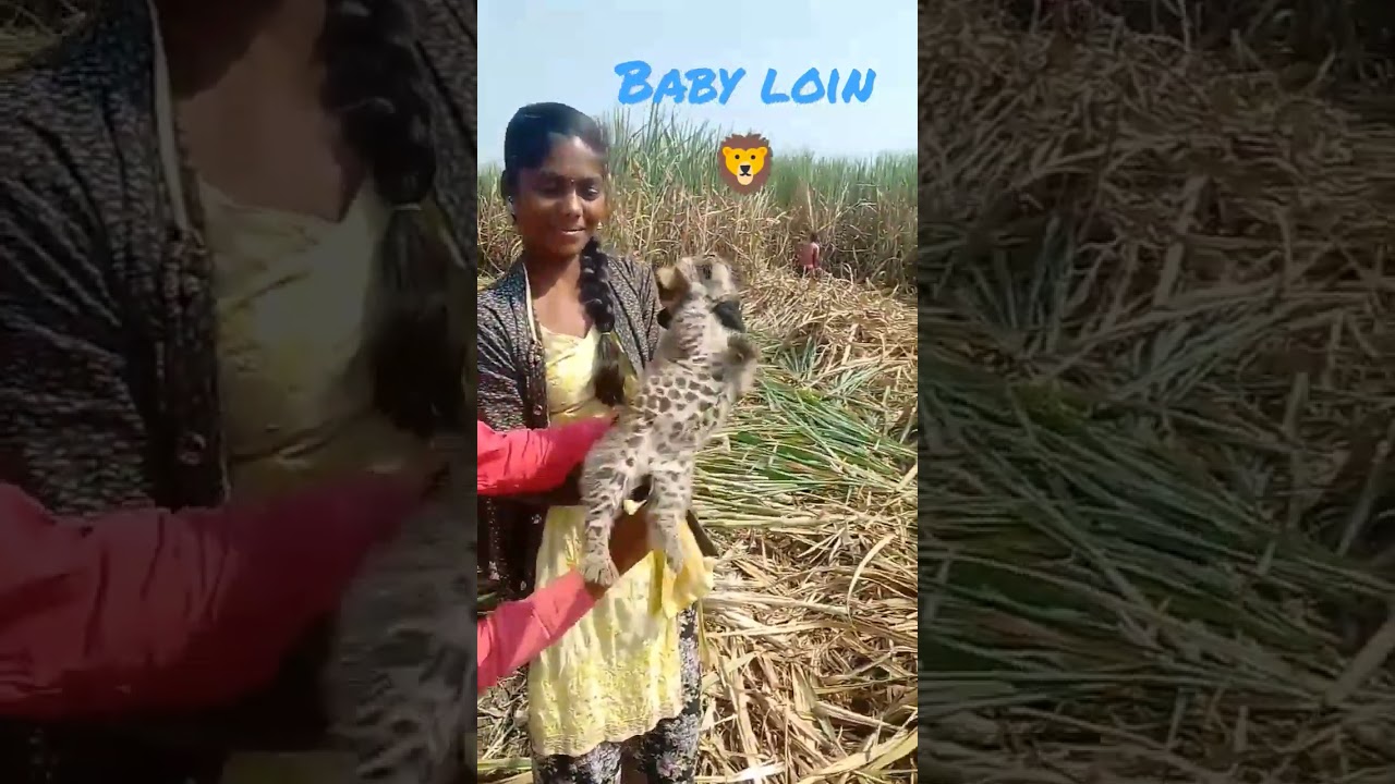 Baby lion 🦁#lionfamily #shorts #lion #cutelion #comedy #lionnation #animals #monkey #funny #leopard