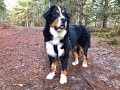 Guinness - 11 Month Old Bernese Mountain Dog - 2 Weeks Residential Dog Training