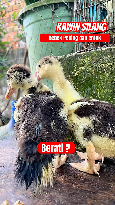 The result of crossbreeding Peking ducks and Muscovy ducks aged 1 month #home #shortsvideo #duck ...