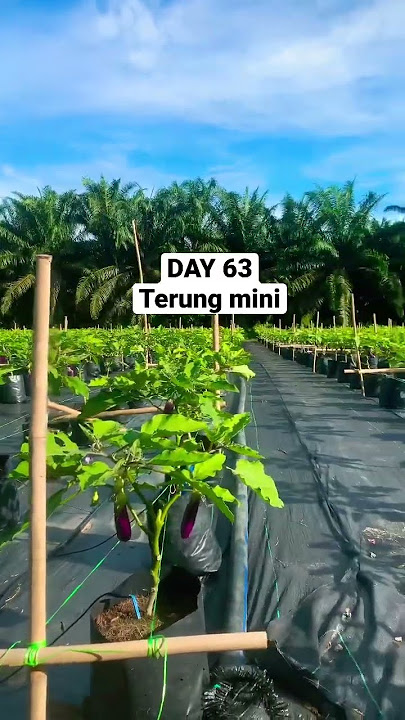 HIJAU DAUN🥰
