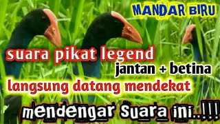 suara pikat burung mandar biru jantan dan betina