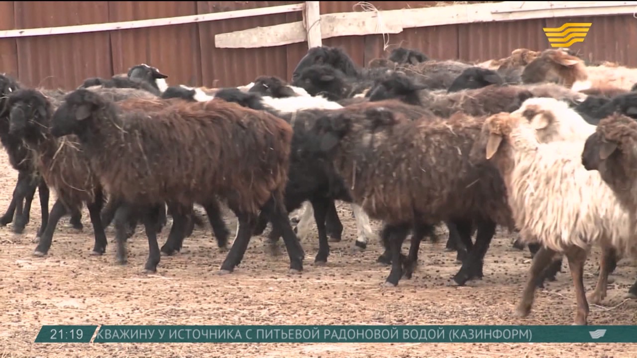 Бруцеллез у человека, бруцеллез овец и коз Бруцеллез у человека, бруцеллез овец и коз