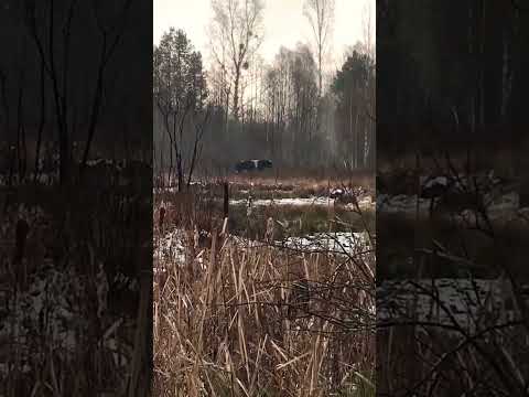Дикие коровы Чернобыля