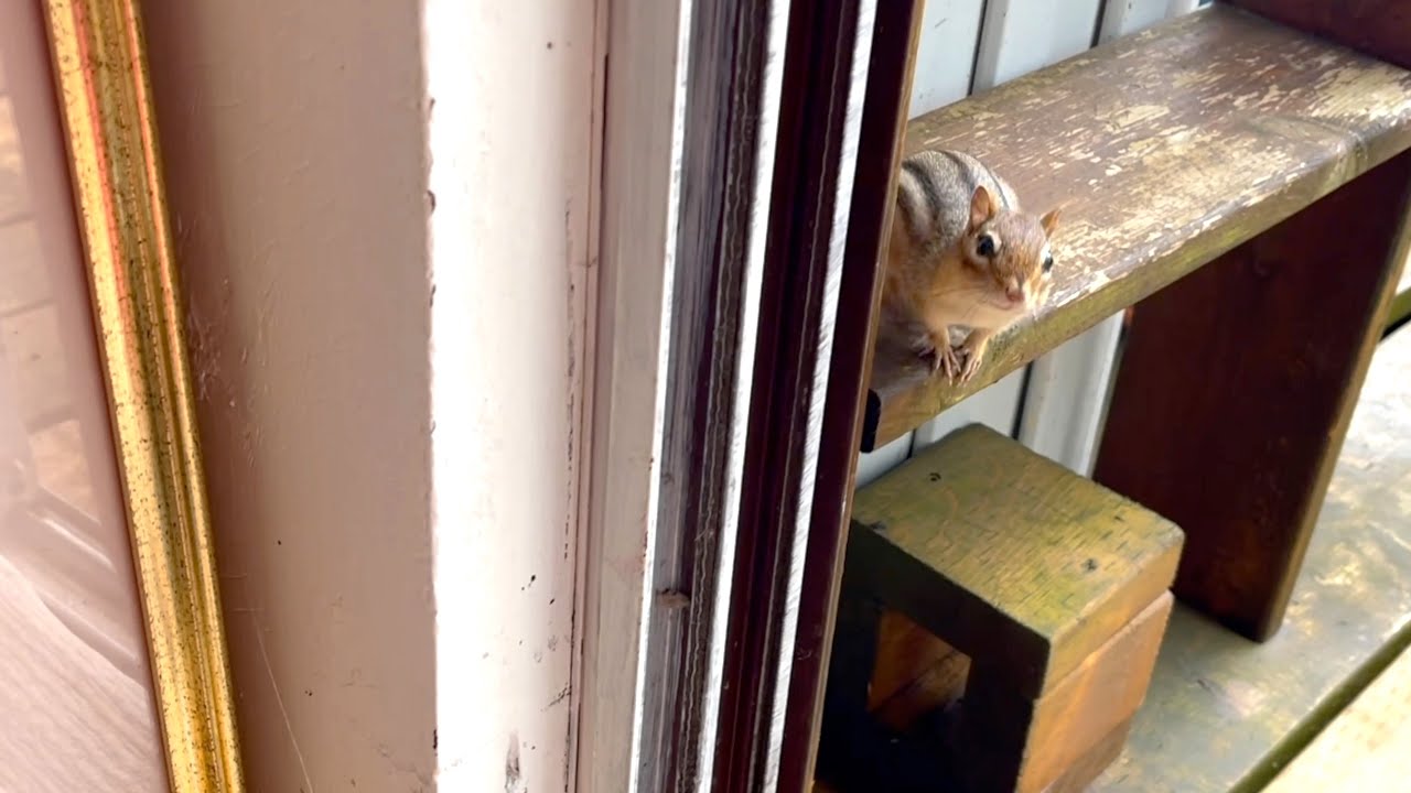내가 사는 곳이 궁금한 바비