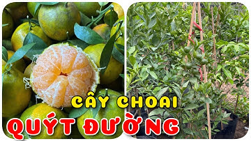Quýt đường cây choai đang trái | 0386569374 - Ngọc Ngân Bến Tre | Chuyên cây độc lạ