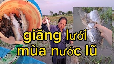 Giăng lưới mùa nước lũ , gặp cá leo khủng bắt rung tay , cá lăng dính liền con Cà kê vlog