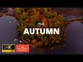 The autumn  algonquin highlands  canada in 4k drone