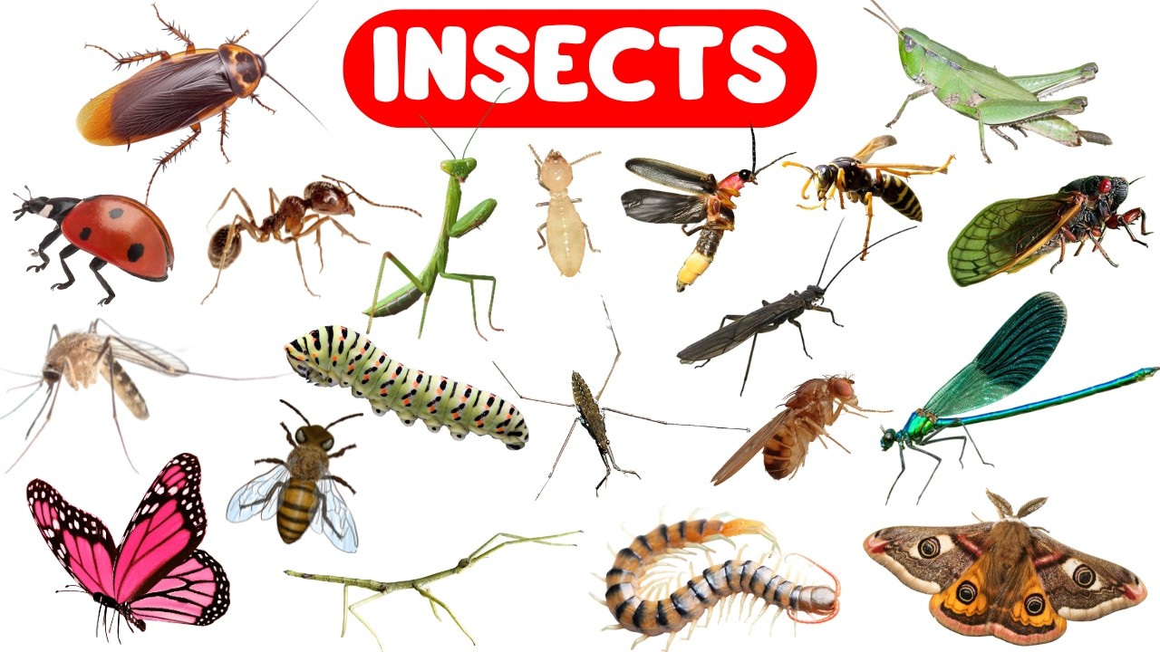 Learn Types of Insects Names for Kids | Insect Vocabulary for Children, Toddlers, Preschoolers, Kids
