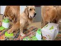 Golden Retrievers Learn How To Use A Treat Dispenser