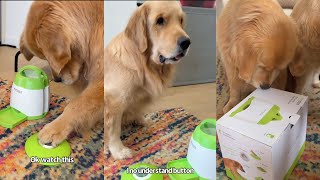 Golden Retrievers Learn How To Use A Treat Dispenser
