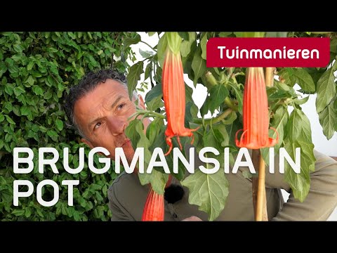Hoe houd je de Brugmansia vochtig in pot? | Lente | Tuinmanieren