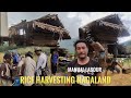 manually harvesting of rice Northeast Nagaland || farmers life || kents vlog.