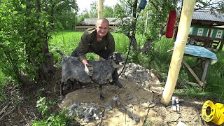 МАШИНКА для СТРИЖКИ ОВЕЦ. Первое знакомство. КУПИЛ ХУТОР в ЛЕСУ на КРАЮ БОЛОТА.  №200