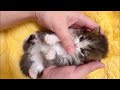 かわいい子猫たちがあなたの心を奪うでしょう ♥