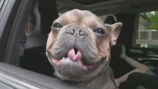 Consumer Reports: Road-tripping with your dog