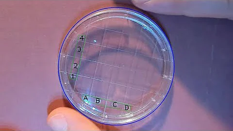 Object Detection in C++ using Darknet/YOLO